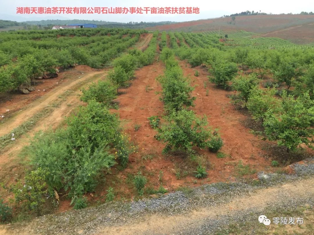 石台县农业农村局推动农业现代化，助力乡村振兴，最新新闻发布