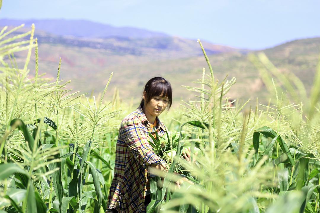 武山县最新消息全面解读与分析