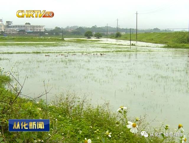 鳌头镇最新天气预报更新通知