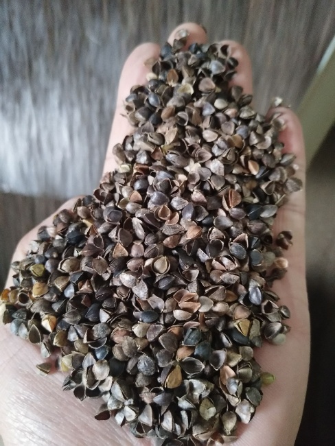 最新荞麦价格动态分析与趋势预测