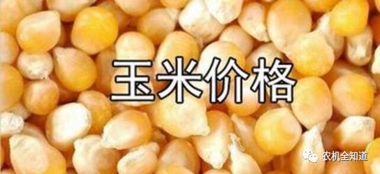 山西玉米价格最新行情及市场走势与影响因素探讨
